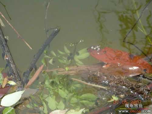 [ԭ��]������ɽ����ɭ�ֹ�԰�μ�1