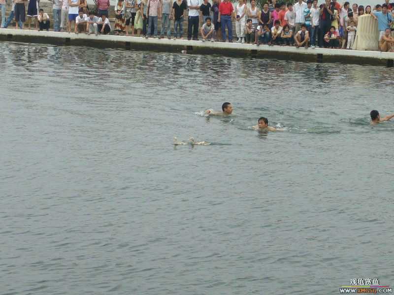 �����������ף�ץѼ�ӣ�