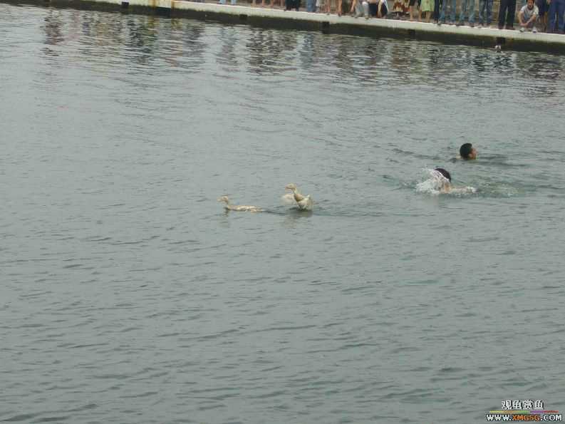 �����������ף�ץѼ�ӣ�