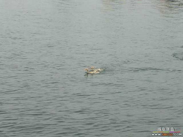 �����������ף�ץѼ�ӣ�