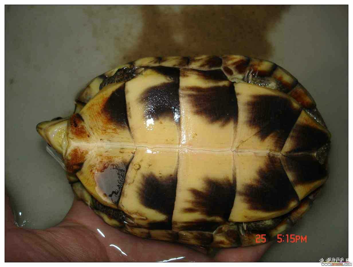 [��]070625 1ֻҰ��ϸ��Сĸ�ƺ�+1��ƿ�ĸ�� ����