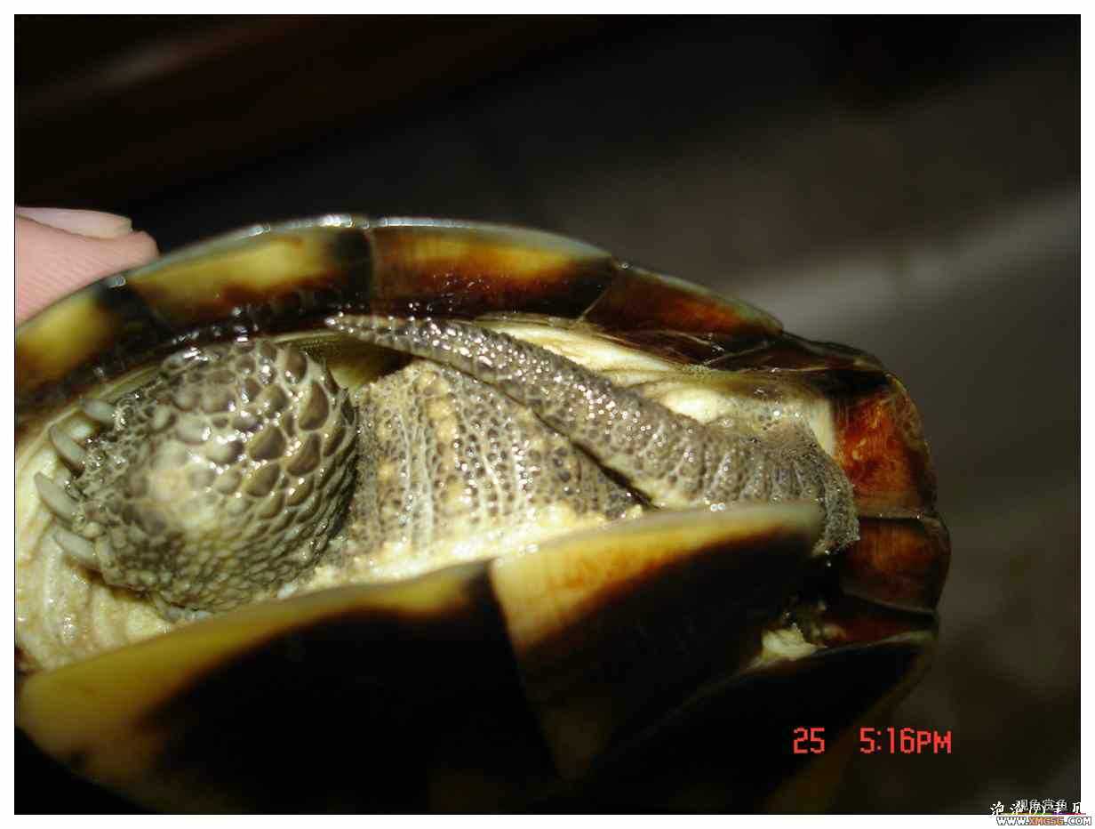 [��]070625 1ֻҰ��ϸ��Сĸ�ƺ�+1��ƿ�ĸ�� ����