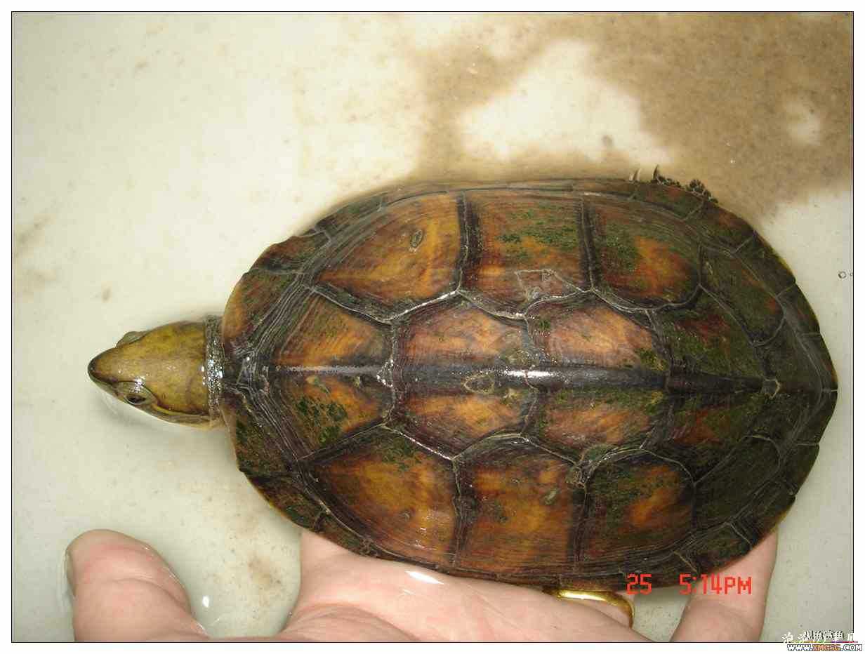 [��]070625 1ֻҰ��ϸ��Сĸ�ƺ�+1��ƿ�ĸ�� ����