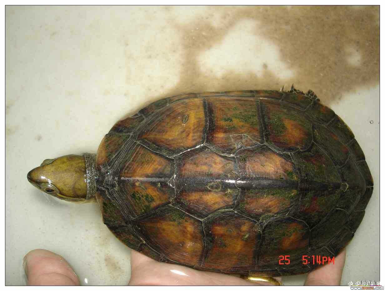 [��]070625 1ֻҰ��ϸ��Сĸ�ƺ�+1��ƿ�ĸ�� ����