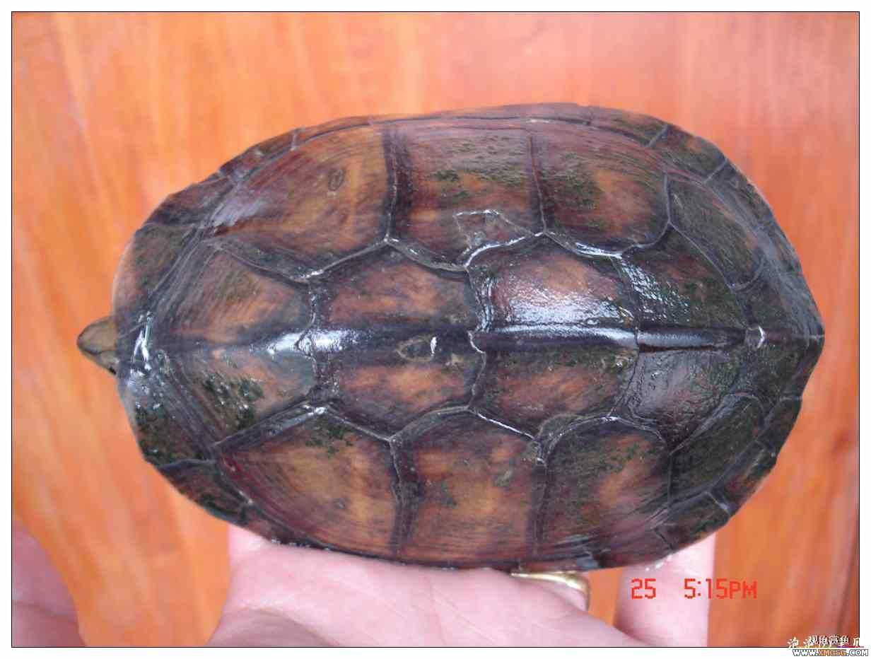 [��]070625 1ֻҰ��ϸ��Сĸ�ƺ�+1��ƿ�ĸ�� ����