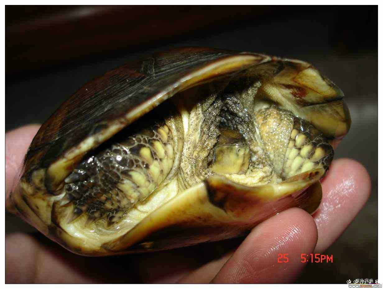 [��]070625 1ֻҰ��ϸ��Сĸ�ƺ�+1��ƿ�ĸ�� ����