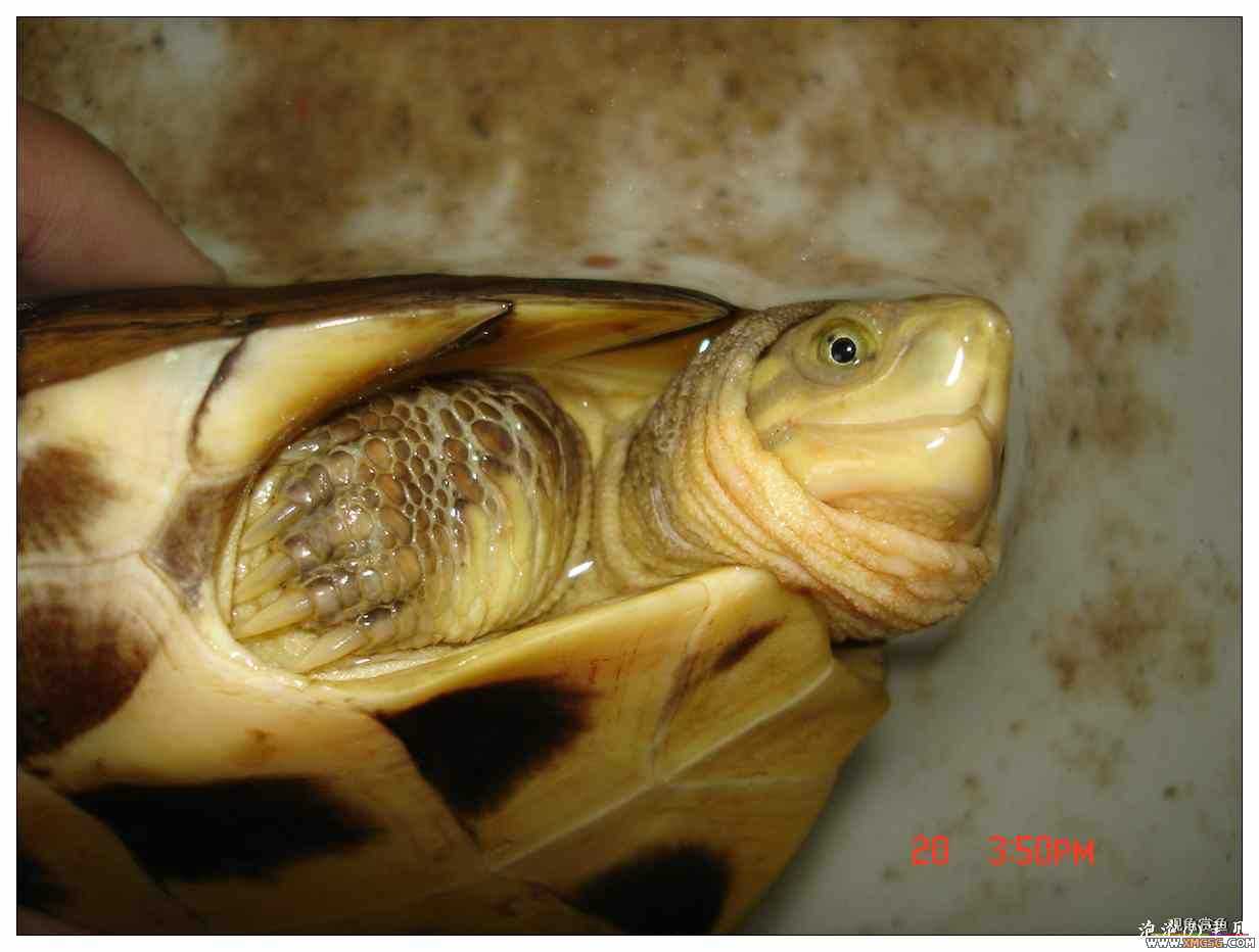 [��]070625 1ֻҰ��ϸ��Сĸ�ƺ�+1��ƿ�ĸ�� ����