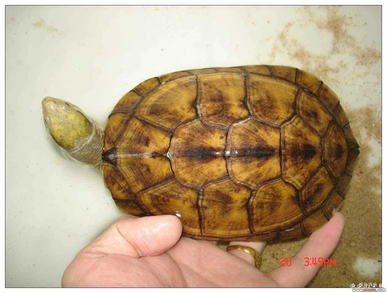 [��]070625 1ֻҰ��ϸ��Сĸ�ƺ�+1��ƿ�ĸ�� ����