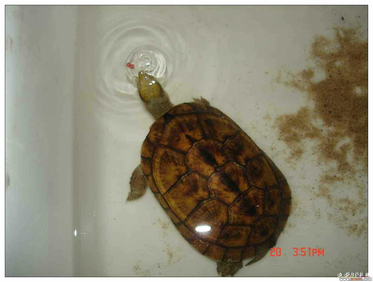 [��]070625 1ֻҰ��ϸ��Сĸ�ƺ�+1��ƿ�ĸ�� ����