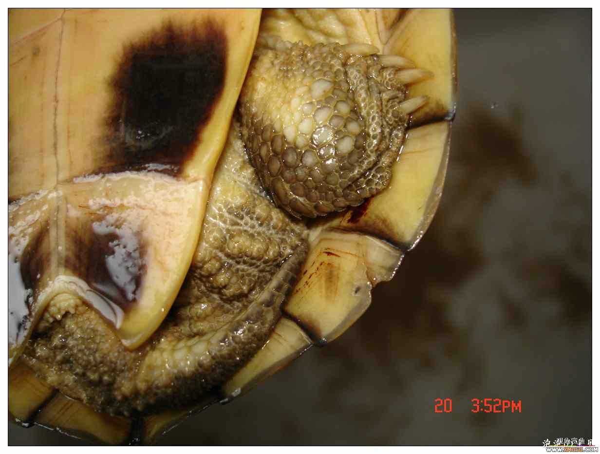 [��]070625 1ֻҰ��ϸ��Сĸ�ƺ�+1��ƿ�ĸ�� ����