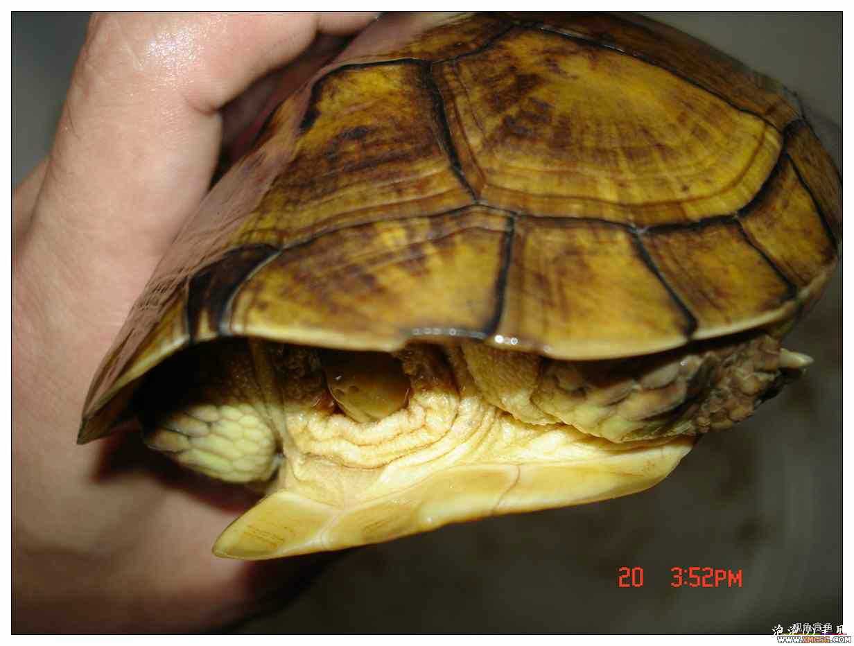 [��]070625 1ֻҰ��ϸ��Сĸ�ƺ�+1��ƿ�ĸ�� ����