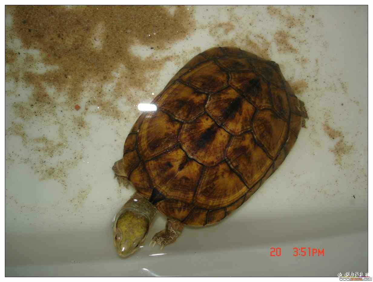 [��]070625 1ֻҰ��ϸ��Сĸ�ƺ�+1��ƿ�ĸ�� ����