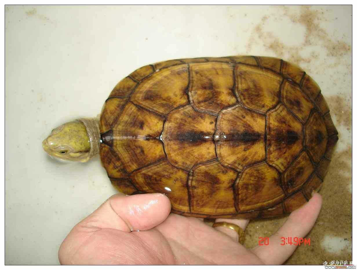 [��]070625 1ֻҰ��ϸ��Сĸ�ƺ�+1��ƿ�ĸ�� ����