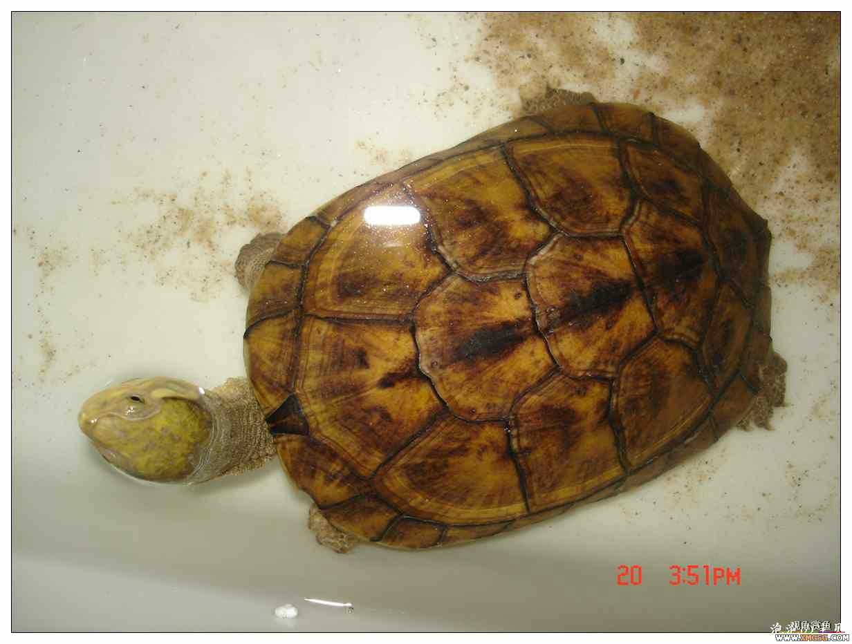 [��]070625 1ֻҰ��ϸ��Сĸ�ƺ�+1��ƿ�ĸ�� ����