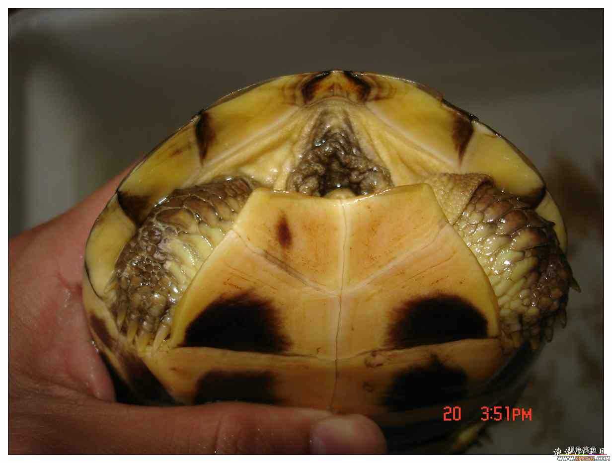 [��]070625 1ֻҰ��ϸ��Сĸ�ƺ�+1��ƿ�ĸ�� ����