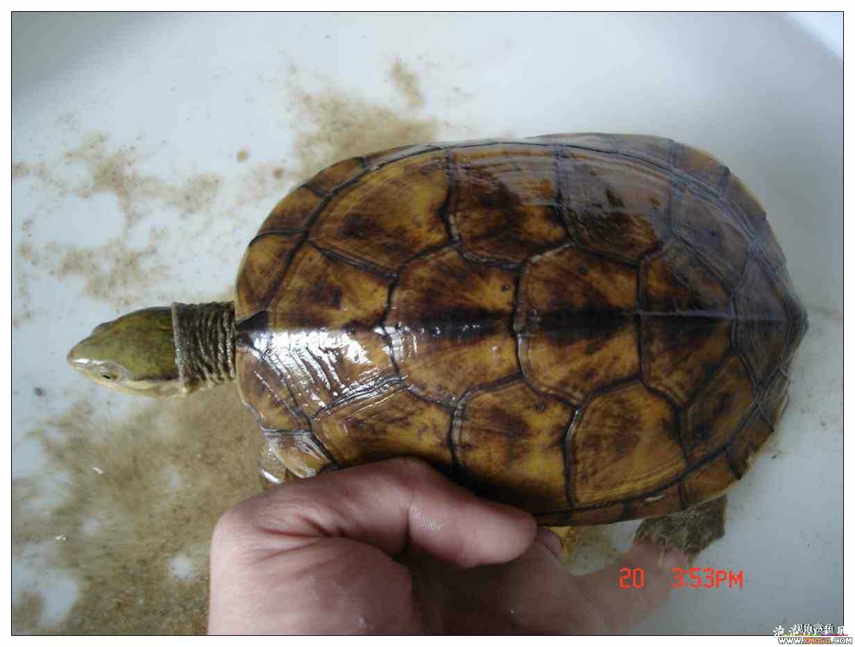 [��]070625 1ֻҰ��ϸ��Сĸ�ƺ�+1��ƿ�ĸ�� ����