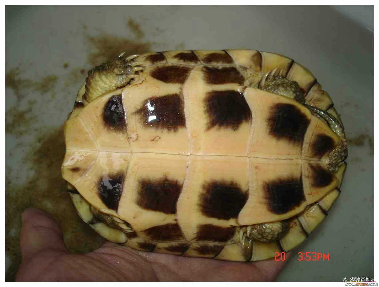 [��]070625 1ֻҰ��ϸ��Сĸ�ƺ�+1��ƿ�ĸ�� ����