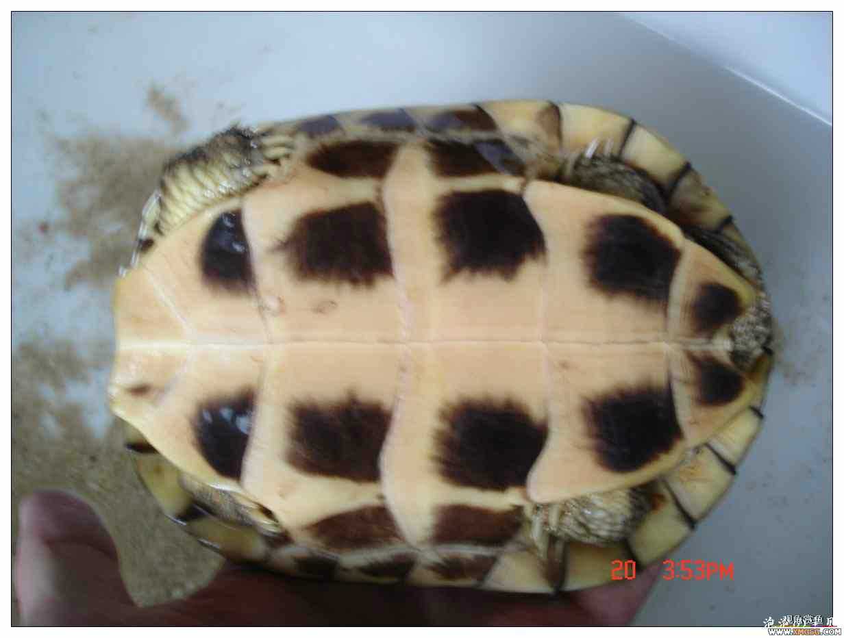 [��]070625 1ֻҰ��ϸ��Сĸ�ƺ�+1��ƿ�ĸ�� ����