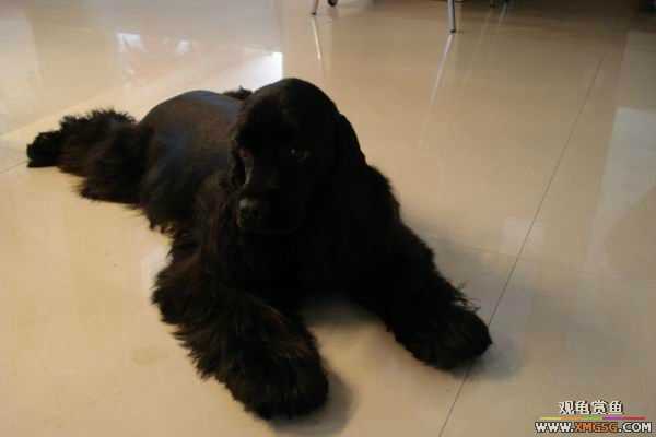 [ԭ��]6.30����������Ӱ�μ�~