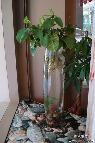 [ԭ��]6.30����������Ӱ�μ�~