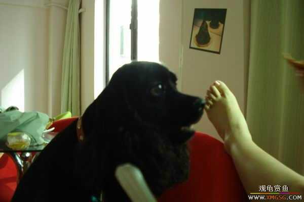 [ԭ��]6.30����������Ӱ�μ�~