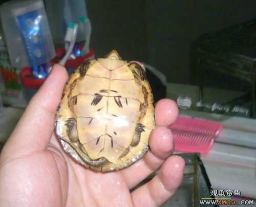 ���ݱ��س�ֻС�۰�