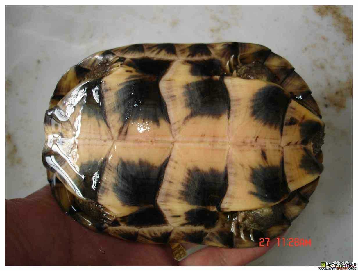 ��������ֻ��
