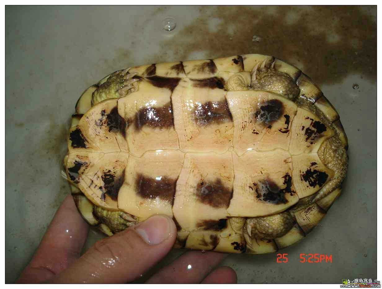 ��������ֻ��
