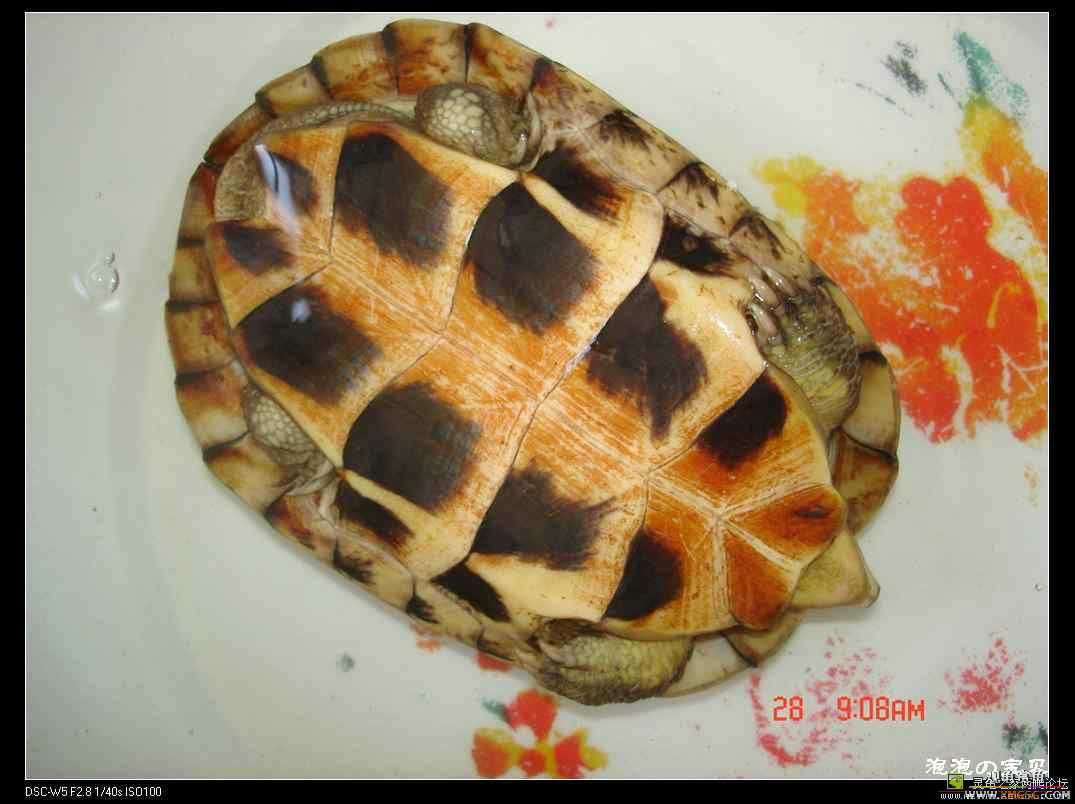 ��������ֻ��