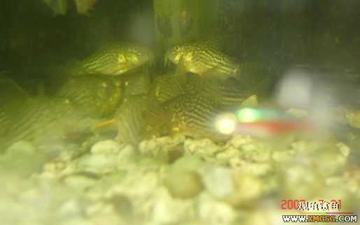 2007.7.21��̳�ڶ��������Ź��㱨��