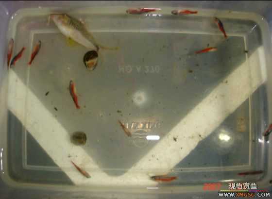 2007.7.21��̳�ڶ��������Ź��㱨��