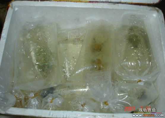 2007.7.21��̳�ڶ��������Ź��㱨��