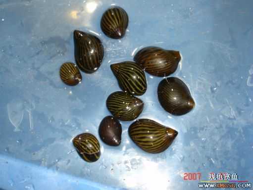 2007.7.21��̳�ڶ��������Ź��㱨��