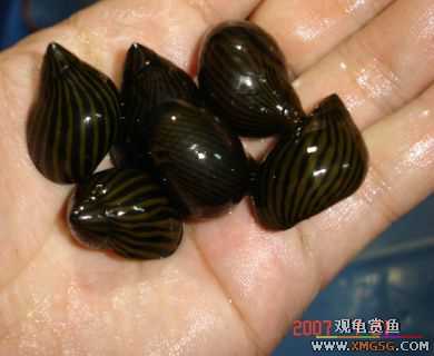 2007.7.21��̳�ڶ��������Ź��㱨��