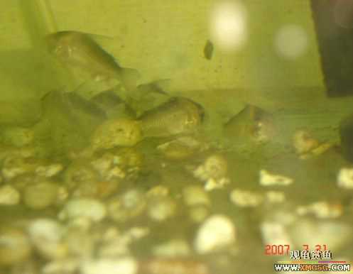 2007.7.21��̳�ڶ��������Ź��㱨��