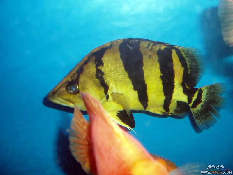 ת��̩����һֻ����Ϊ�ϴ��