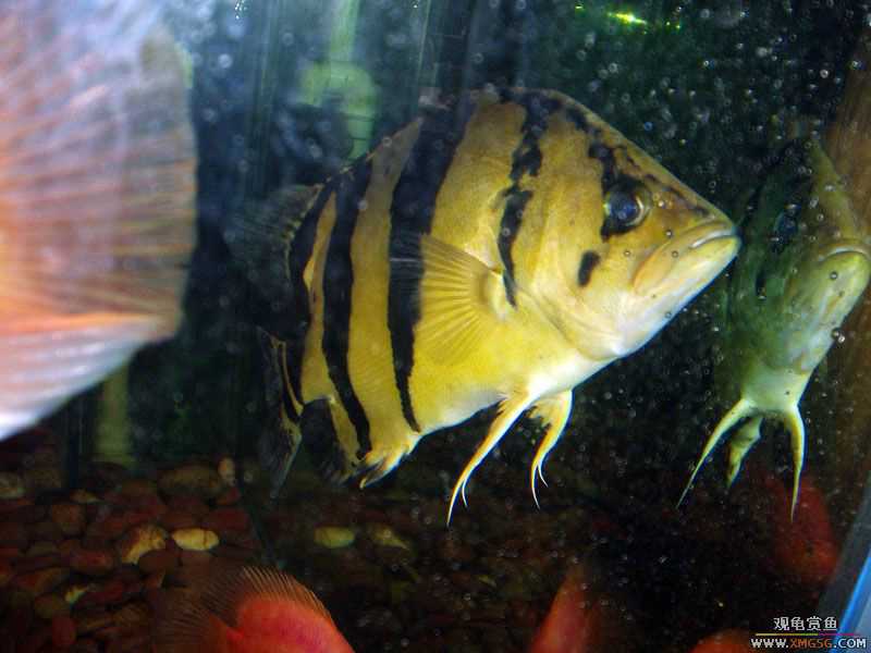 ת��̩����һֻ����Ϊ�ϴ��