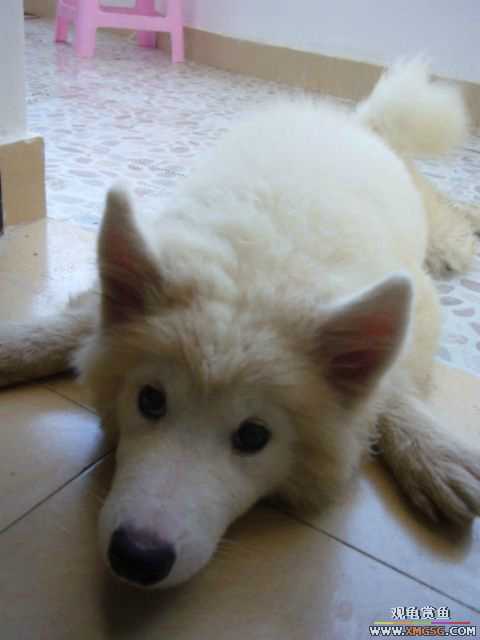 [ԭ��]��Ħ�� !!��ϲ�ۿ����� !!