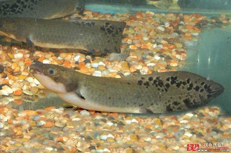 [ע��]�չ����޷��㣡��