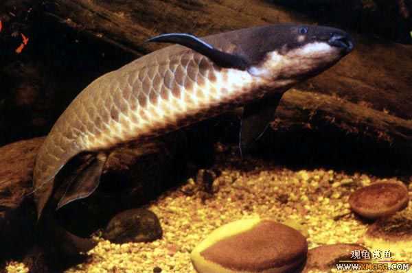 [ע��]�չ����޷��㣡��