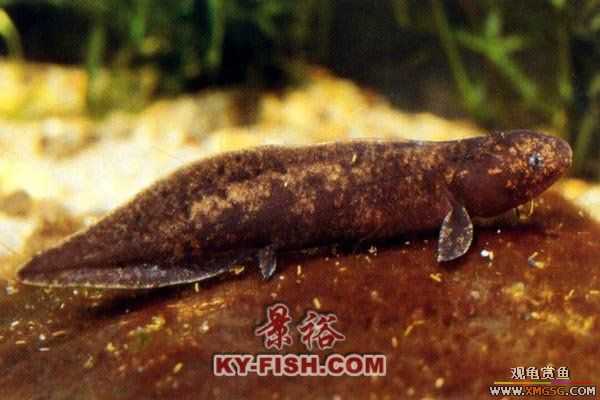 [ע��]�չ����޷��㣡��