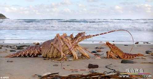 Ӣ�����񳬴���Ϻ �����������¼