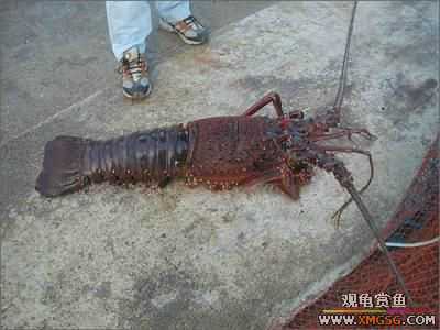 Ӣ�����񳬴���Ϻ �����������¼