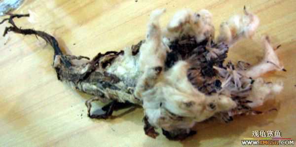 [ԭ��]�Ե�����������ѩ��