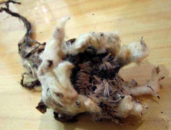 [ԭ��]�Ե�����������ѩ��